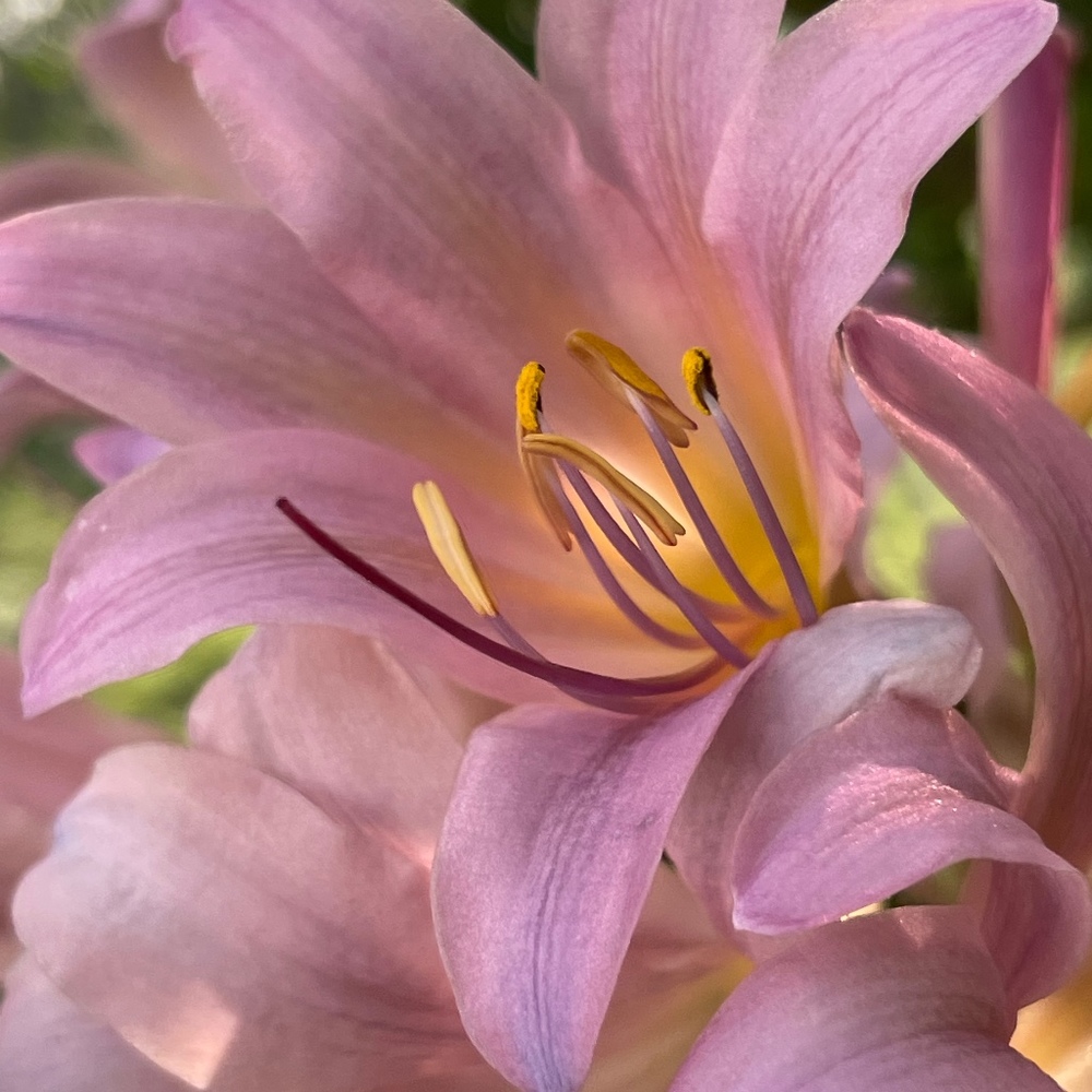 Meet your Posher, Blanche